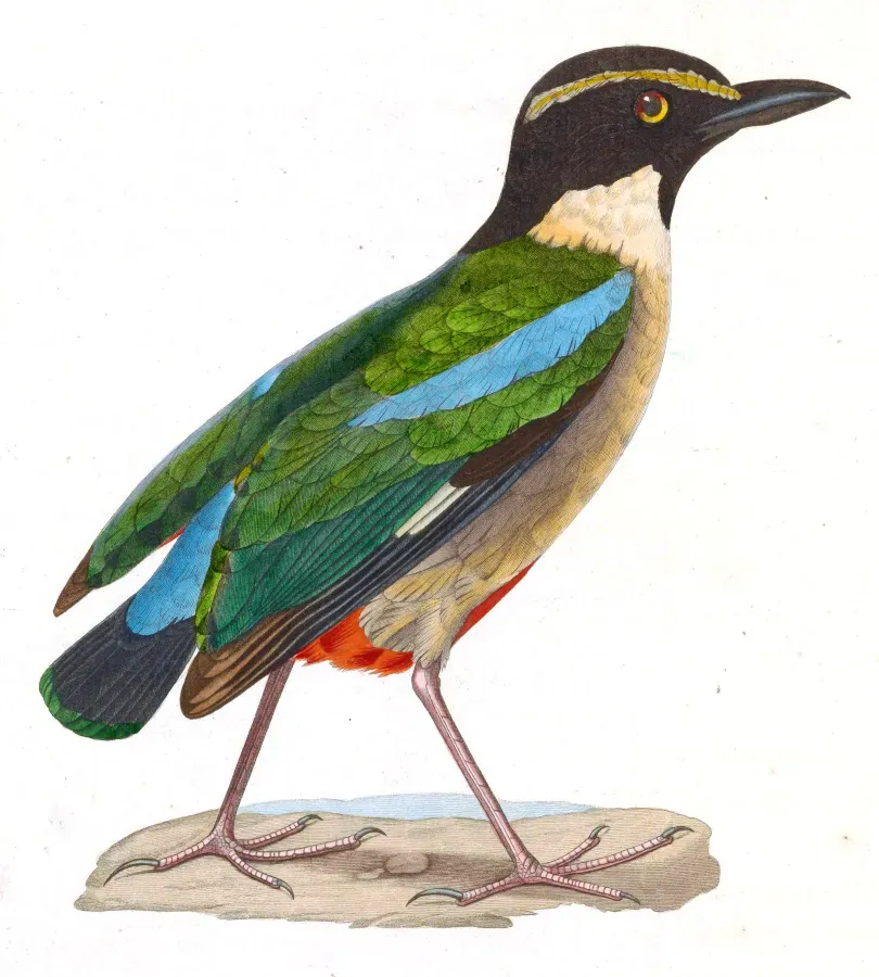 File:Pitta elegans 1838, b.jpg