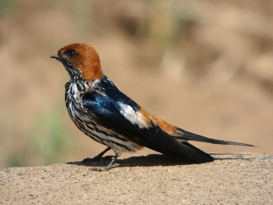 File:Cecropis abyssinica Hluhluwe 03.jpg
