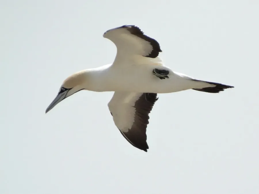 File:Cape Gannet - Morus capensis in flight.JPG
