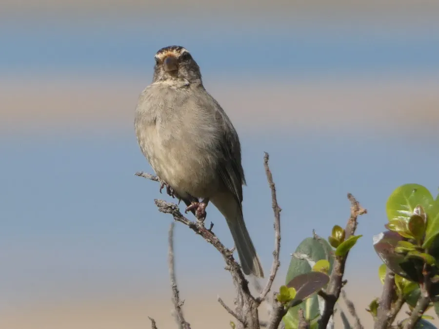 File:Crithagra gularis Witsand 03.jpg