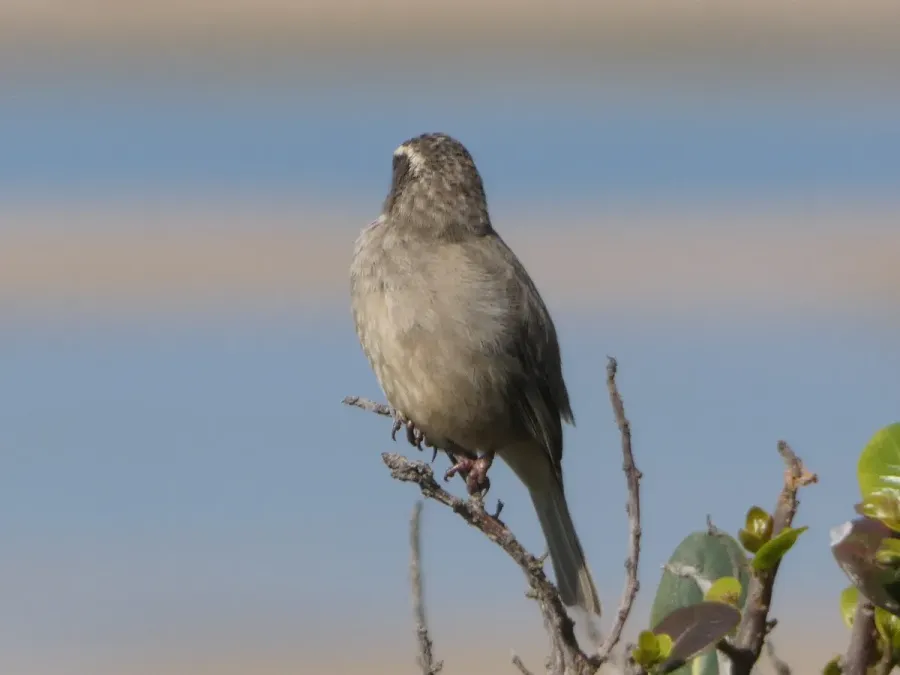 File:Crithagra gularis Witsand 02.jpg