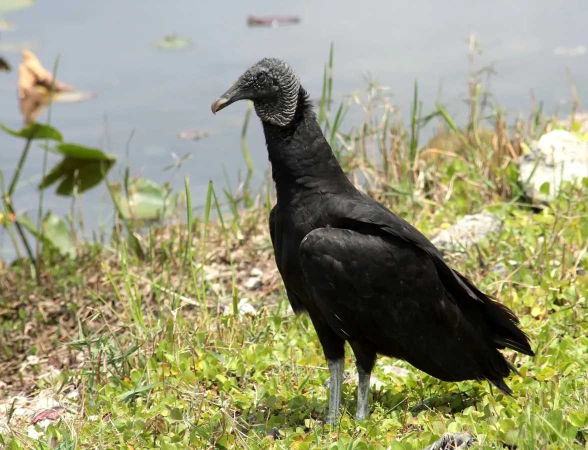 File:Coragyps atratus Miami-Dade FL.jpg