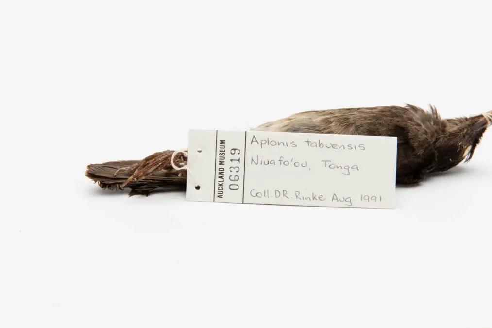 File:Aplonis tabuensis (AM LB6319-4).jpg