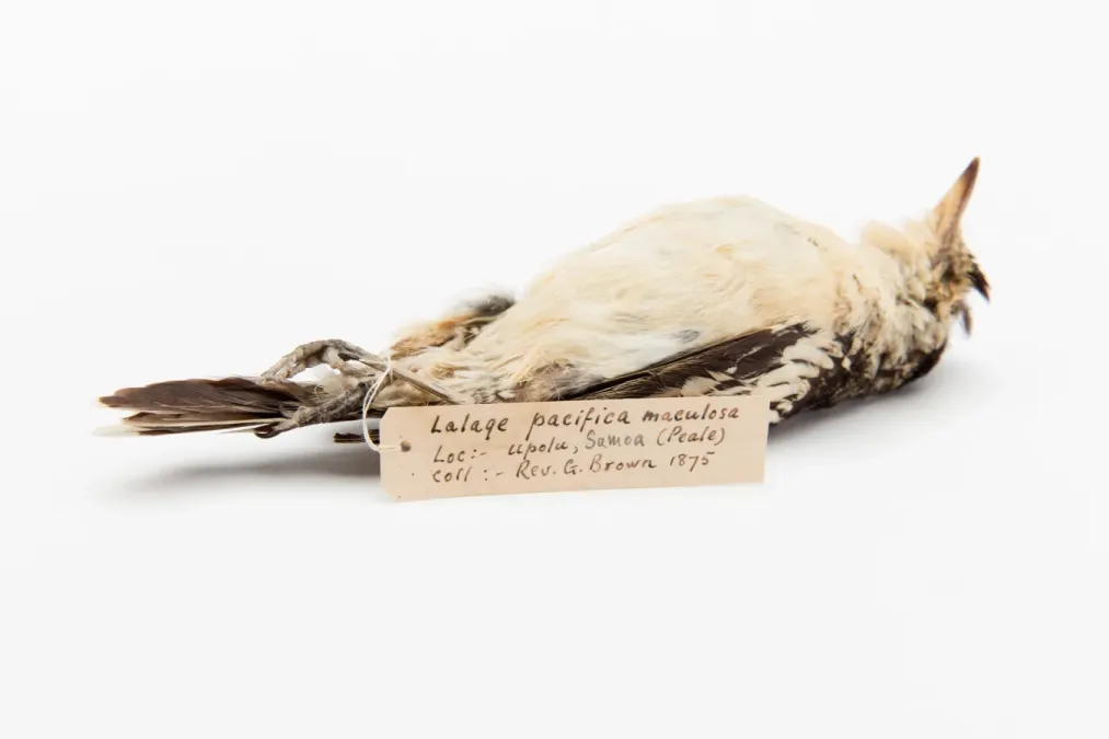 File:Lalage maculosa maculosa (AM LB9613-6).jpg