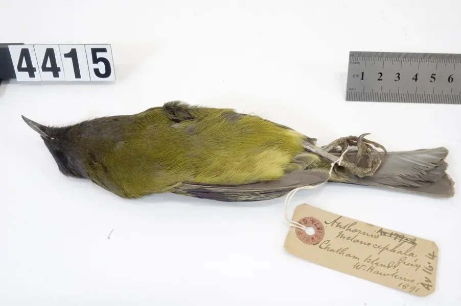 File:Anthornis melanocephala (AM LB4415-9).jpg