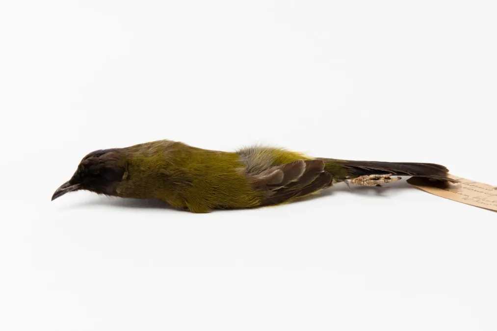 File:Anthornis melanocephala (AM LB4415-3).jpg