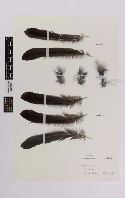 File:Callaeas wilsoni (AM LB11812).jpg