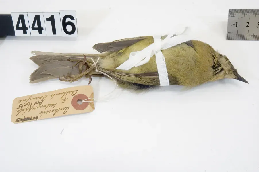 File:Anthornis melanocephala (AM LB4416-6).jpg