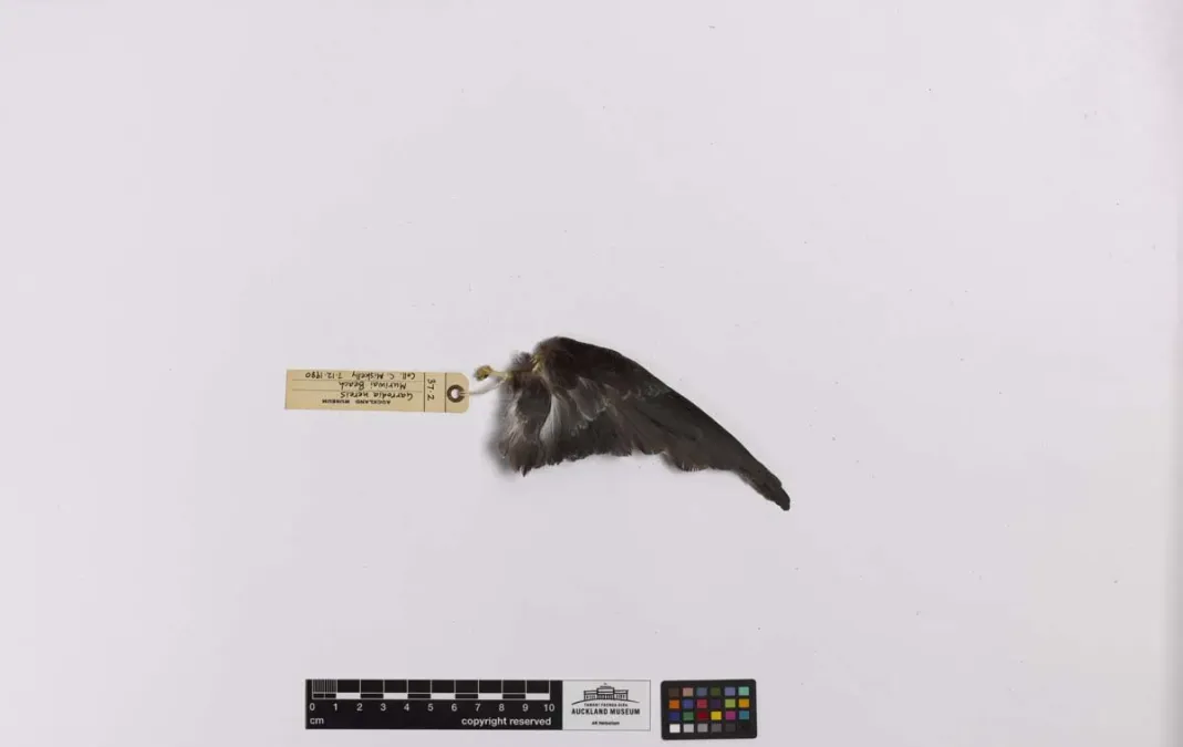 File:Garrodia nereis (AM LB37-4).jpg