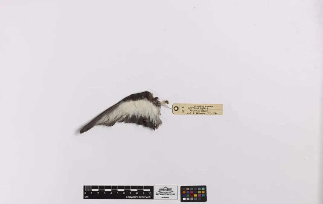 File:Garrodia nereis (AM LB37-5).jpg