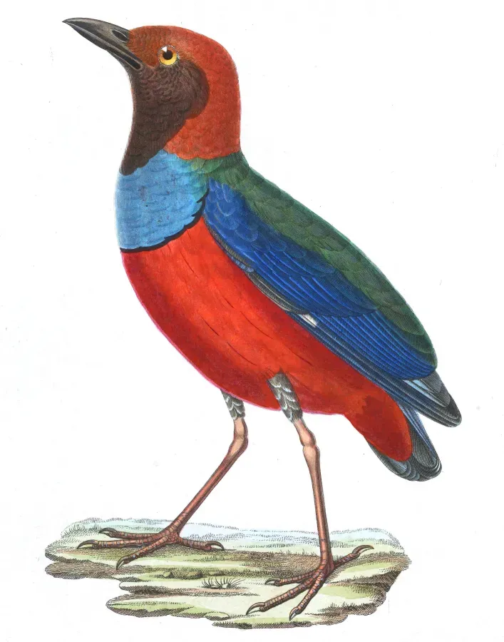 File:Erythropitta erythrogaster macklotii 1838, fond blanc.jpg