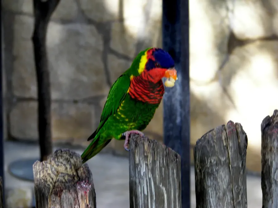 File:Trichoglossus ornatus -San Antonio Zoo-8c.jpg