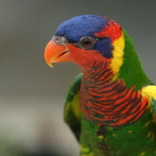 File:Trichoglossus ornatus -San Antonio Zoo-8d.jpg