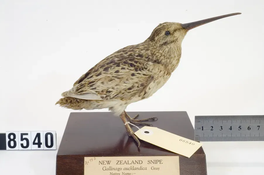 File:Coenocorypha aucklandica (AM LB8540).jpg