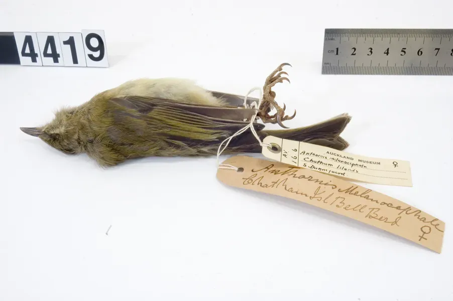 File:Anthornis melanocephala (AM LB4419-10).jpg