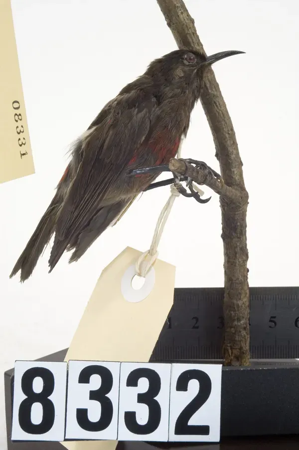 File:Myzomela cardinalis (AM LB8332).jpg