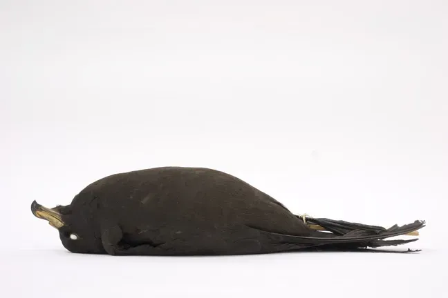 File:Procellaria parkinsoni (AM LB3625-4).jpg