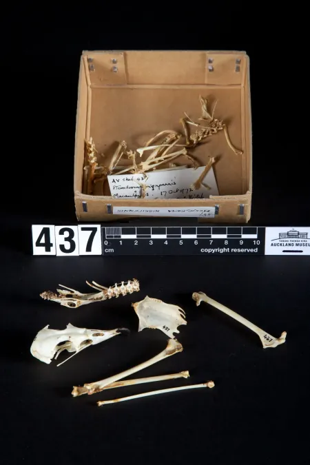File:Pterodroma nigripennis (AM LB437).jpg