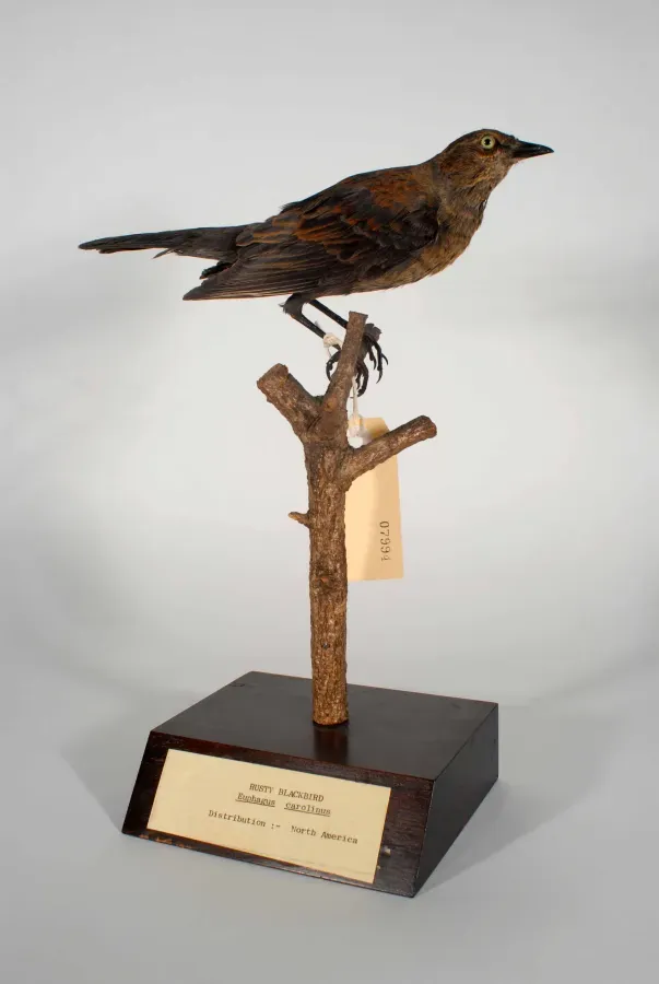 File:Euphagus carolinus (AM LB7994).jpg