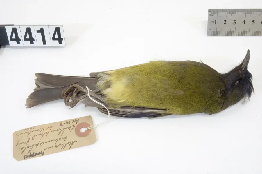 File:Anthornis melanocephala (AM LB4414-8).jpg