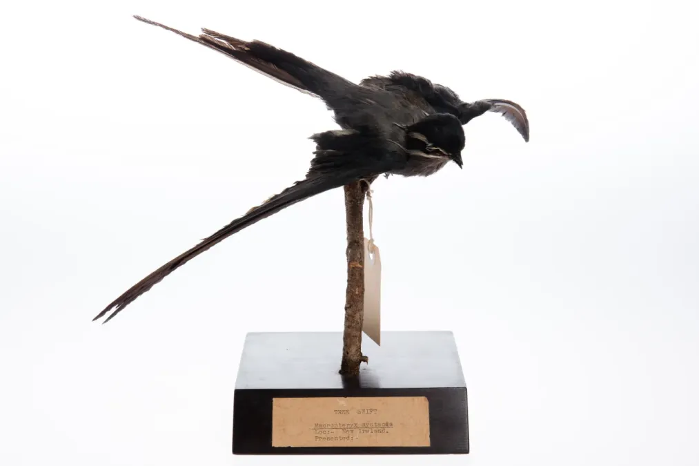 File:Hemiprocne mystacea (AM LB7878-2).jpg