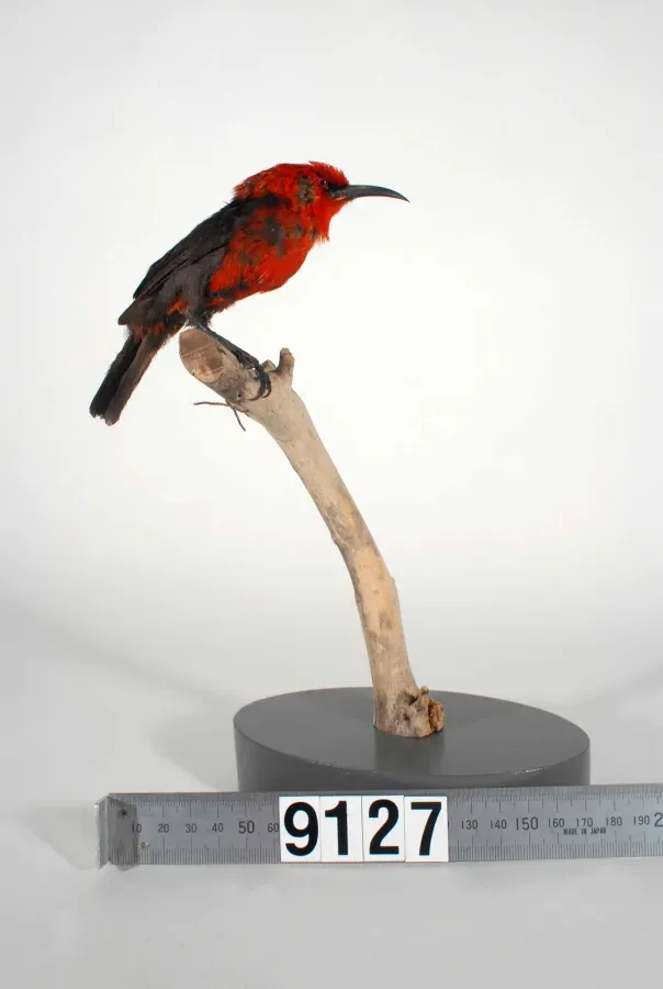 File:Myzomela cardinalis (AM LB9127).jpg