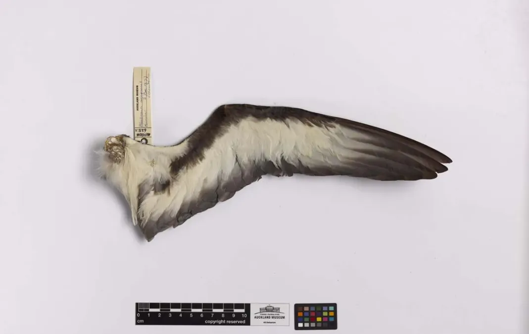 File:Pterodroma nigripennis (AM LB625-5).jpg