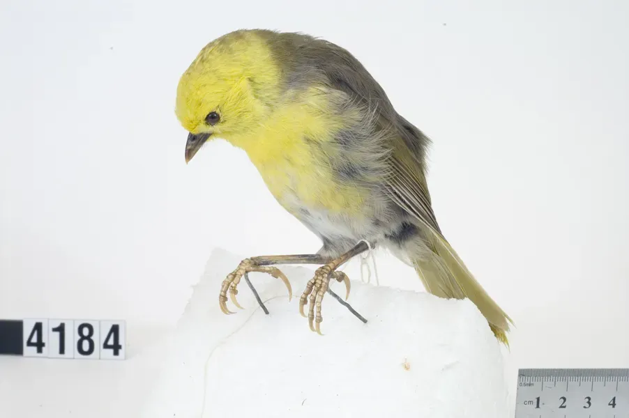 File:Mohoua ochrocephala (AM LB4184-2).jpg