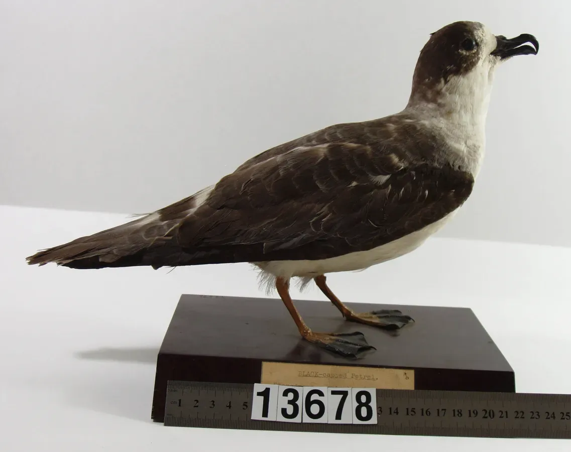 File:Pterodroma cervicalis (AM LB13678-3).jpg