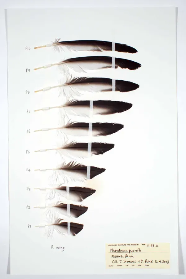 File:Pterodroma pycrofti (AM LB11133-6).jpg