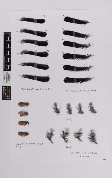 File:Philesturnus rufusater (AM LB14699-1).jpg