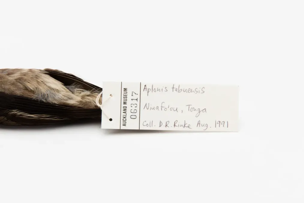 File:Aplonis tabuensis (AM LB6317-4).jpg