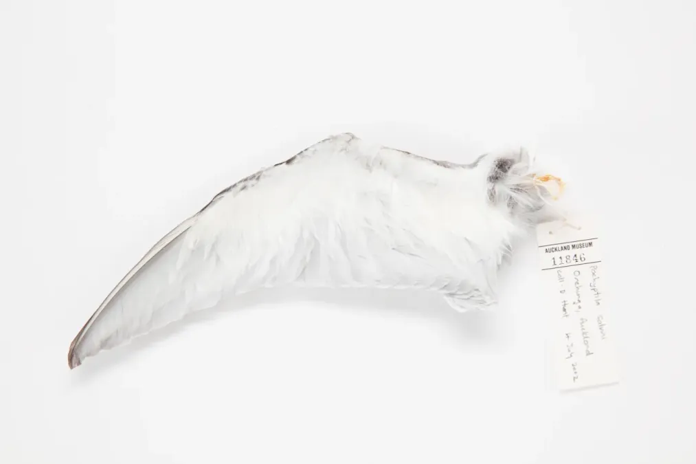 File:Pachyptila salvini (AM LB11846-2).jpg