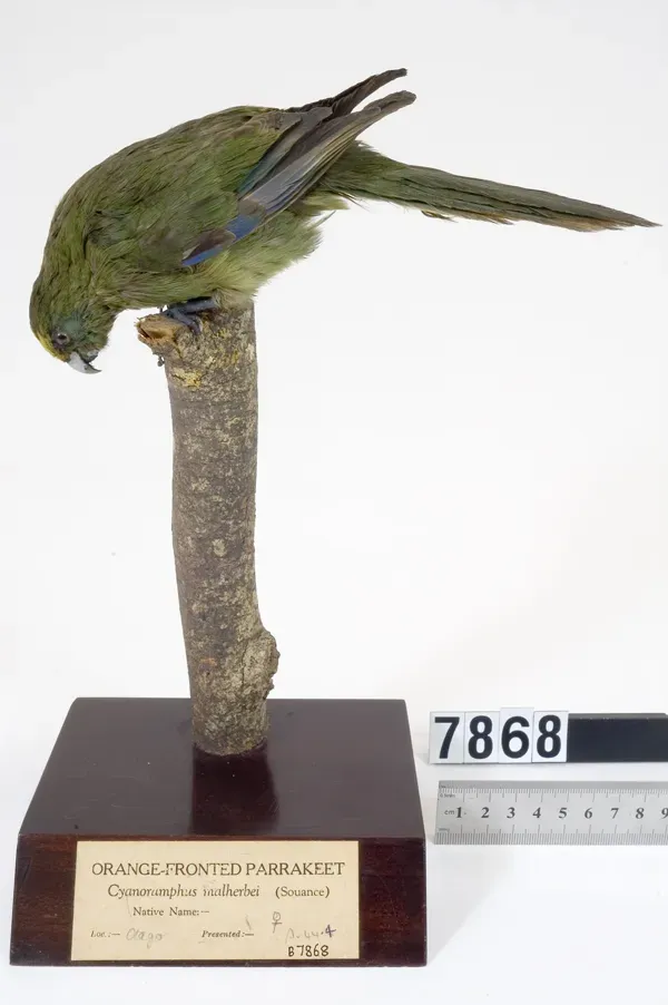 File:Cyanoramphus malherbi (AM LB7868).jpg