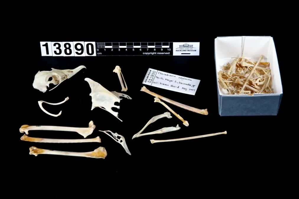 File:Pterodroma neglecta (AM LB13890).jpg