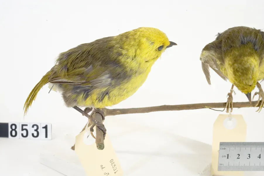 File:Mohoua ochrocephala (AM LB8531).jpg