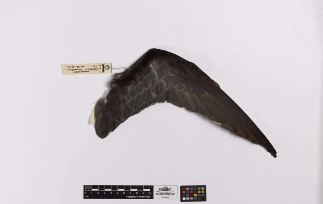 File:Pterodroma inexpectata (AM LB355-4).jpg