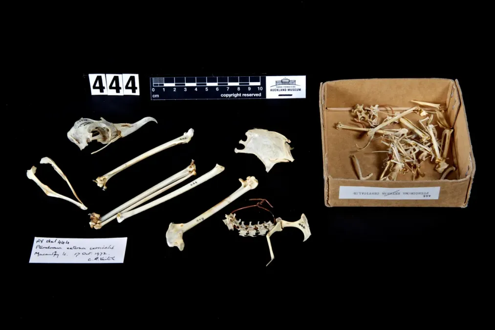 File:Pterodroma cervicalis (AM LB444-1).jpg