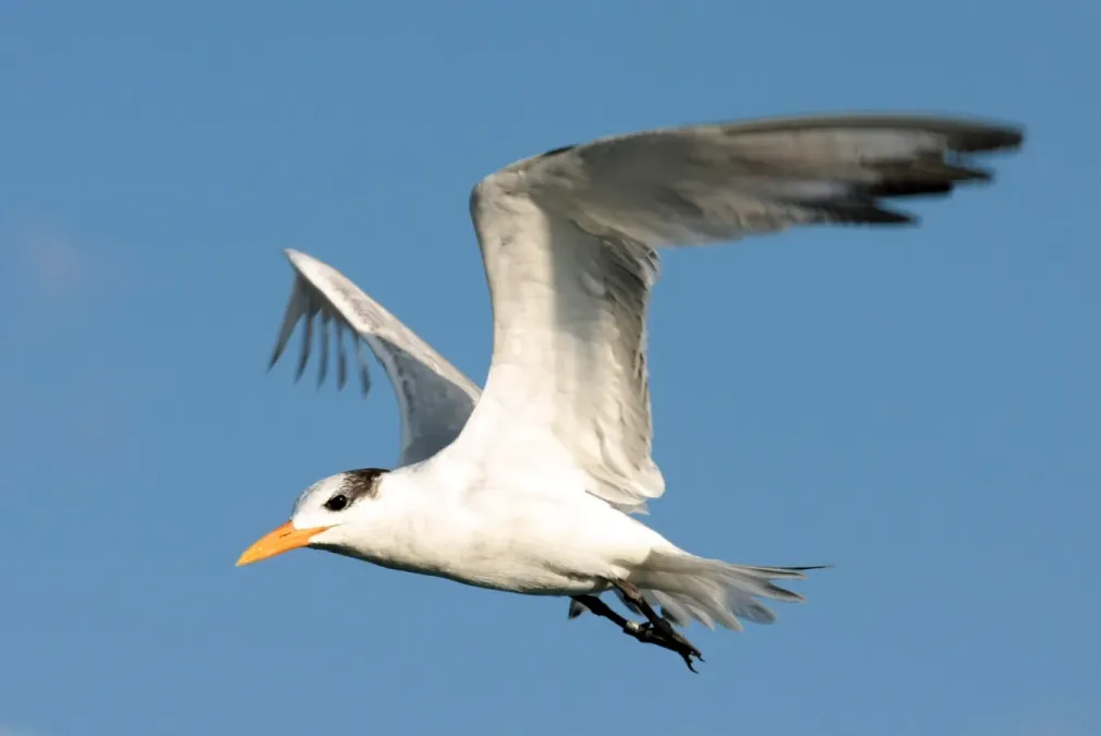File:Thalasseus maximus in flight.jpg