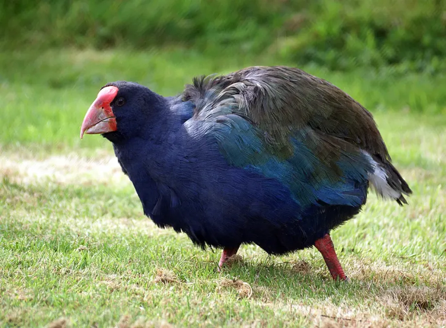 File:South Island Takahe. (Porphyrio hochstetteri) (8177479445).jpg