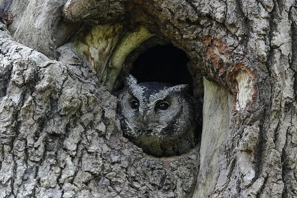 File:Collared scops owl (Otus lettia).jpg
