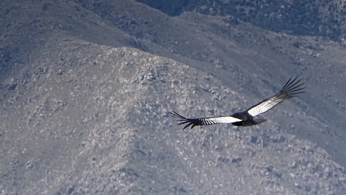 File:Cóndor andino Andean Condor Vultur gryphus.jpg