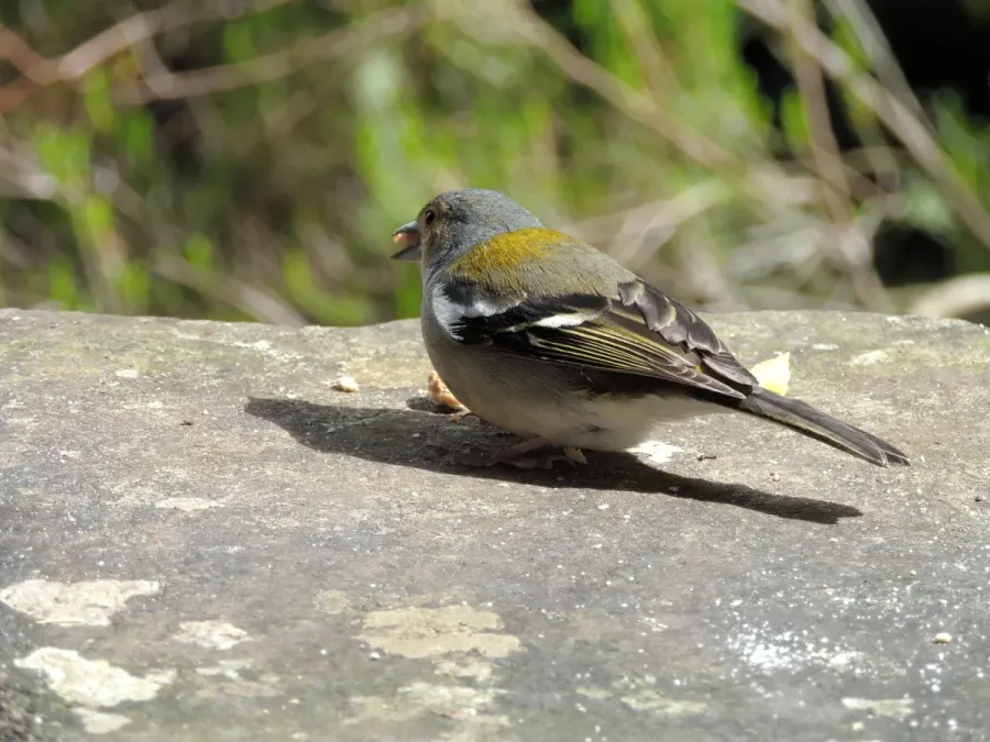 File:Fringilla coelebs maderensis (13825096454).jpg