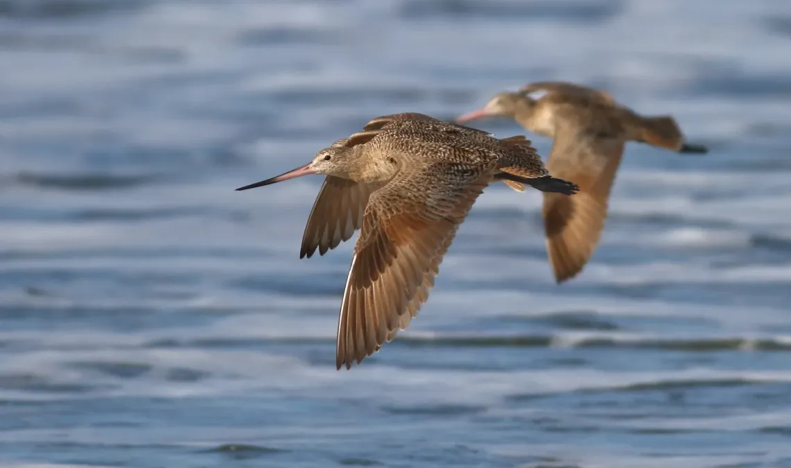 File:Limosa fedoa (Marbled Godwit) Flight-1APR2017.jpg