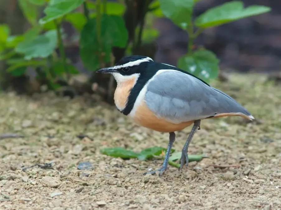 File:Pluvianus aegyptius 3 Luc Viatour.jpg