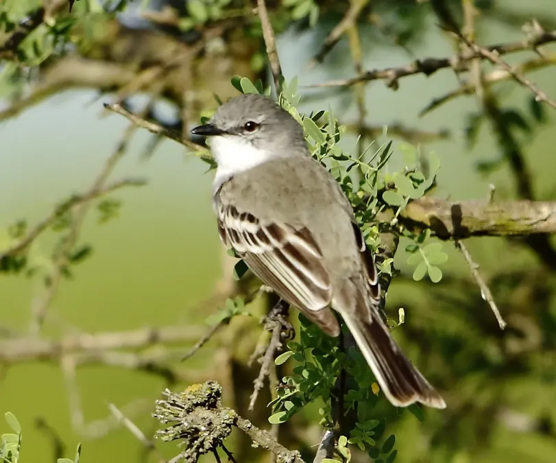 File:Suiriri suiriri - Suiriri flycatcher Argentina.jpg