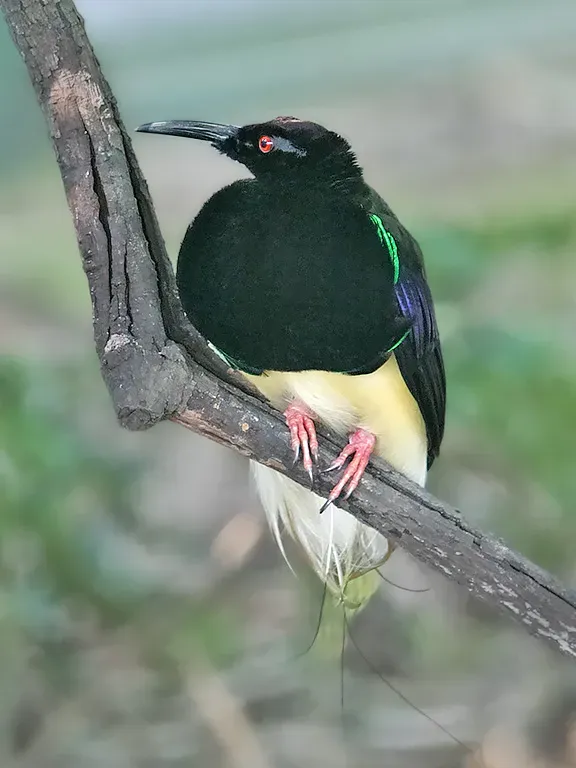 File:Seleucidis melanoleucus - 20031003.jpg