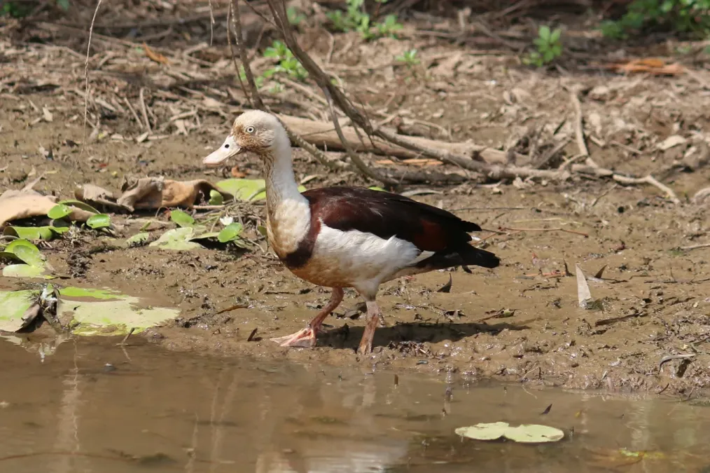 File:Radjah shelduck, Kakadu National Park.jpg