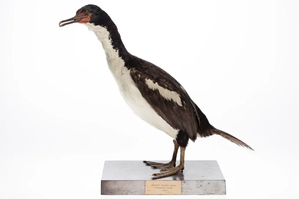 File:Leucocarbo ranfurlyi (AM LB1882-1).jpg