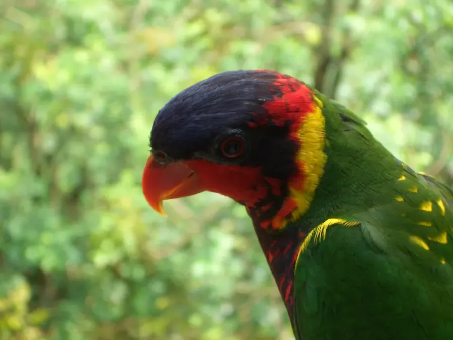 File:Trichoglossus ornatus -upper body -Jurong BirdPark-8a.jpg